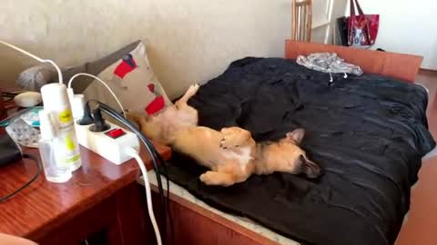 vegans taste better online show from June 23, 5:44 pm