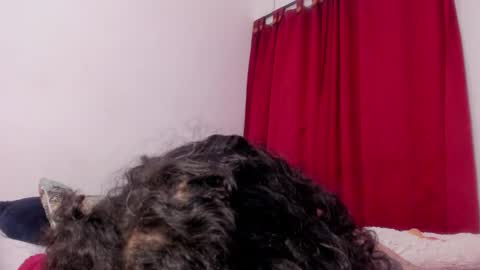 Alis 3 independent model 3 online show from November 27, 2:25 am