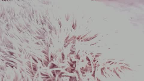 Arianacustom videos available for sale try my special  vibes 112233111222333 private copy at request online show from October 23, 8:53 am