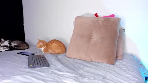 isabella online show from February 10, 12:52 am