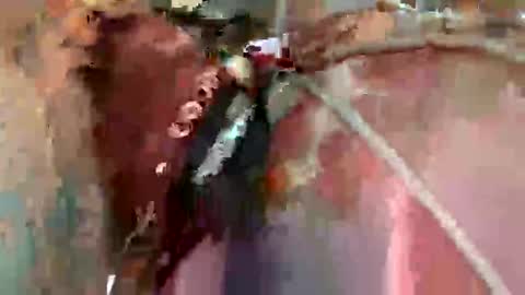 certifiedhousepet online show from March 21, 3:44 am