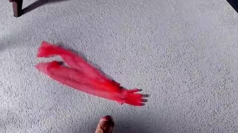 Dorothy Next stream on Monday at 3am-9am online show from March 27, 8:26 am