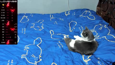 Eva online show from January 17, 1:03 pm