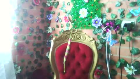 HANMy Dears make sure to follow me here create a FREE account if you dont have one and chat thank you. online show from December 25, 5:05 pm