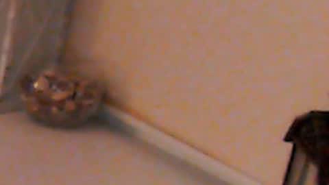 Heaven girl online show from February 4, 5:23 pm