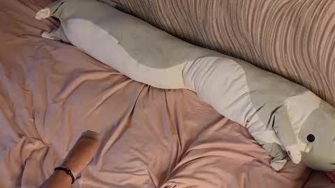 Neko online show from April 7, 8:16 am