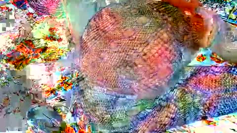 Marrie online show from December 16, 7:58 am