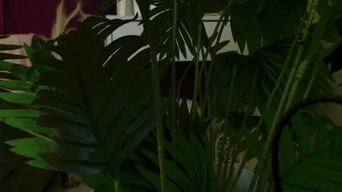 Carrie online show from November 21, 6:10 pm