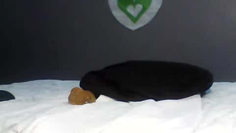 Bee Bee online show from February 14, 4:58 am