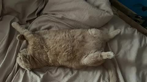 Vikki online show from September 21, 12:15 pm