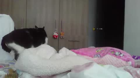 Mal Norma online show from January 14, 7:21 pm