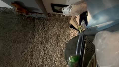 melodysnow online show from January 8, 12:42 pm