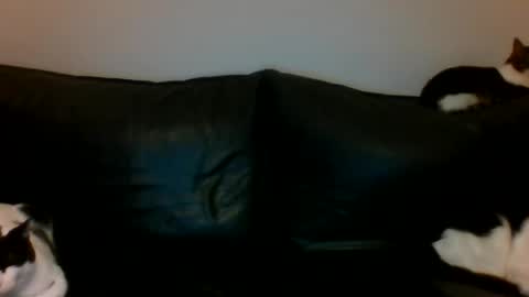 MilaGabor online show from December 13, 7:53 pm