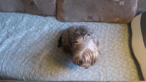 Lilly  online show from October 21, 10:41 am