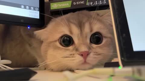 Sun or Luna online show from February 20, 8:25 pm