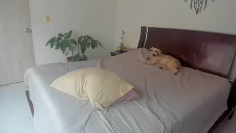 Sophia online show from December 27, 10:05 pm