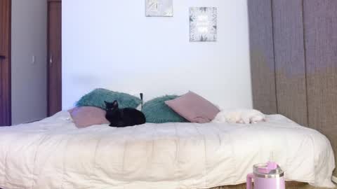      online show from April 9, 6:19 am