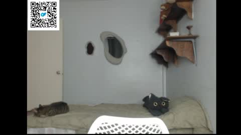 Stella online show from April 1, 8:39 pm