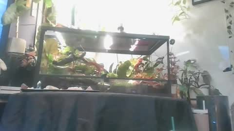 vanessa__foxx online show from December 1, 5:33 am