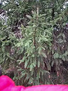 bellapaty online show from February 18, 11:09 am