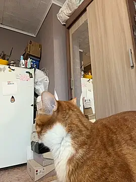 AmmyHot online show from January 13, 4:07 am