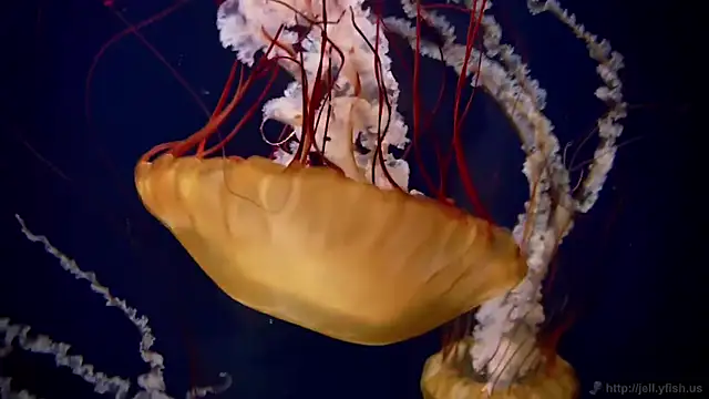 streamy test11 online show from October 17, 8:06 am