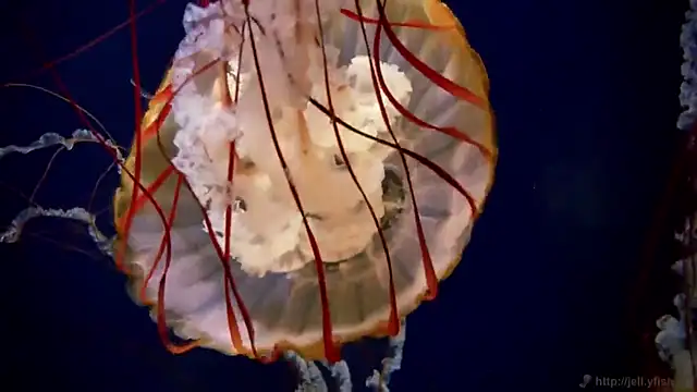 streamy test11 online show from October 7, 10:52 am