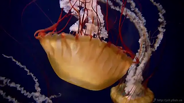 streamy test12 online show from October 14, 1:35 pm