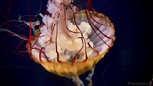 streamy test15 online show from November 10, 5:30 pm