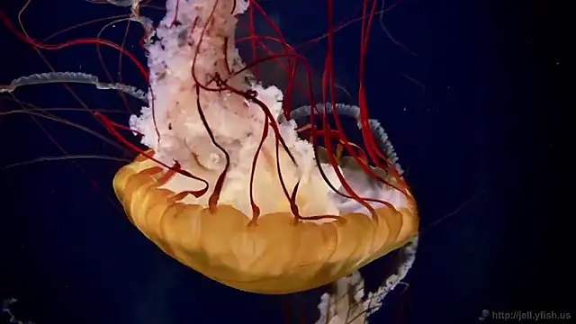 streamy test15 online show from January 16, 9:05 am