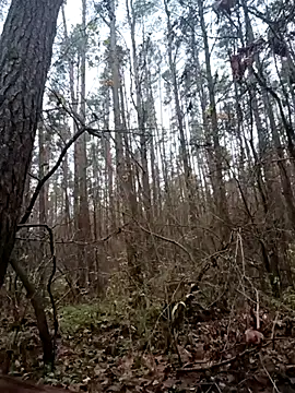 llass55 online show from November 3, 11:03 am