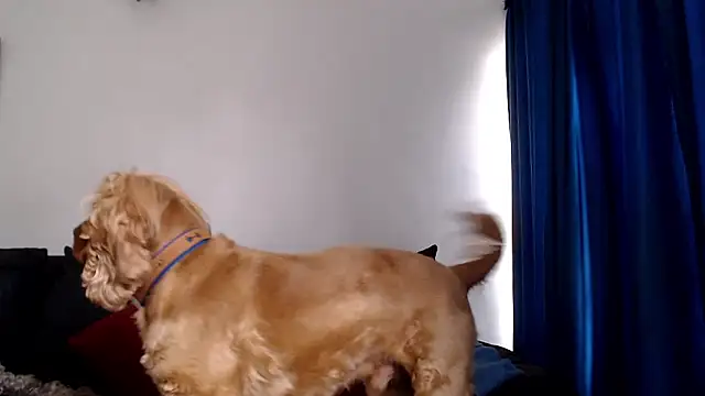 evilheart 69 online show from January 14, 8:36 pm