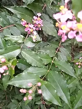 Thaohoa love online show from September 9, 2:22 am