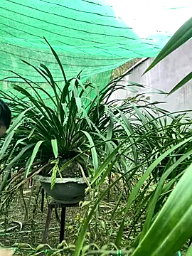 miemie-xx online show from January 7, 9:12 am