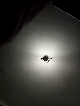 BabyGirlll1 online show from November 24, 8:11 pm