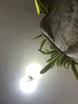 CrazyJessika online show from March 7, 9:11 pm