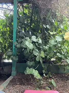 Sofyalone  online show from September 20, 4:49 pm